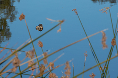 Podilymbus podiceps