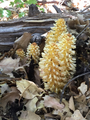 Conopholis alpina