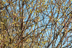 Zonotrichia atricapilla
