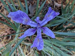 Iris hartwegii australis