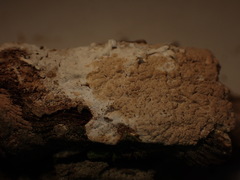 Hyphodermella corrugata