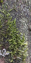 Cryphaea heteromalla