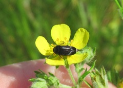 Mordella aculeata