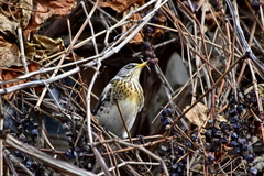Turdus pilaris