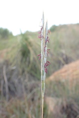 Diheteropogon amplectens