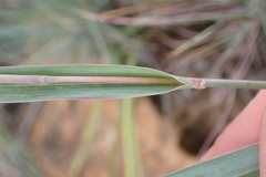 Diheteropogon amplectens