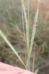 Diheteropogon amplectens