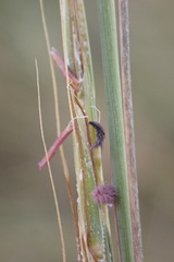 Diheteropogon amplectens