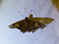 Nascus phocus