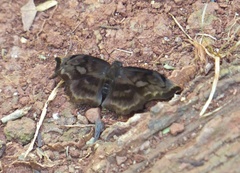 Achlyodes busirus rioja