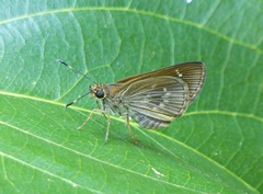 Vehilius stictomenes stictomenes