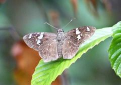 Celaenorrhinus similis