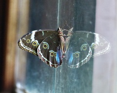 Morpho helenor achillides