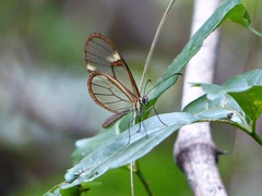 Episcada hymenaea hymenaea