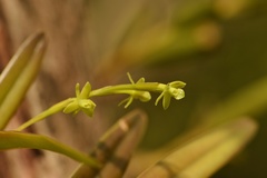 Epidendrum rigidum image