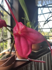 Masdevallia coccinea