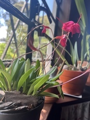 Masdevallia coccinea