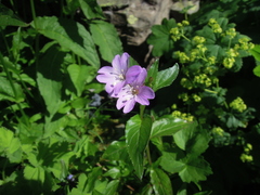 Epilobium algidum