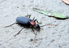 Galerita collaris