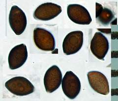 Panaeolus olivaceus image