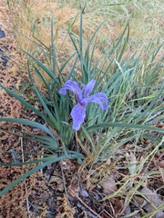 Iris hartwegii australis