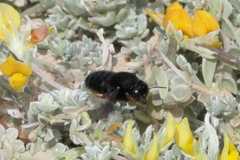 Megachile fuerteventurae