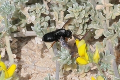 Megachile fuerteventurae