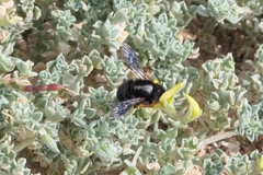 Megachile fuerteventurae
