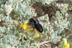 Megachile fuerteventurae