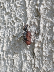 Pachycondyla
