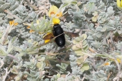 Megachile fuerteventurae