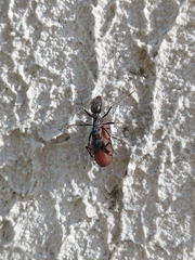 Pachycondyla