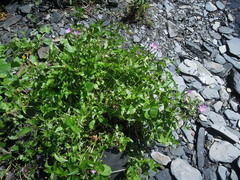 Epilobium algidum