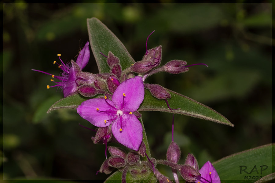 Tradescantia boliviana