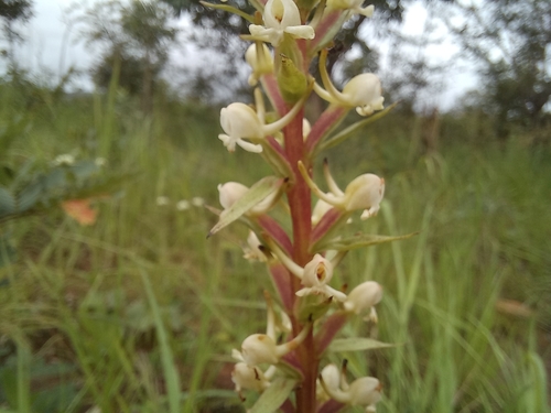 Satyrium anomalum image