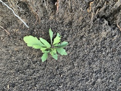 Goodenia pinnatifida