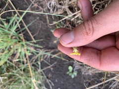 Goodenia pinnatifida