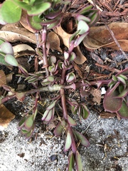 Euphorbia hirta image