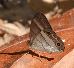 Euptychoides laccine