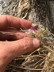 Trifolium dedeckerae
