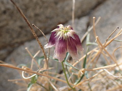 Trifolium dedeckerae