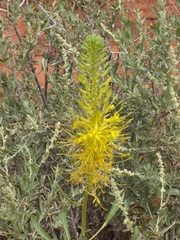 Stanleya pinnata pinnata