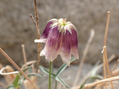 Trifolium dedeckerae