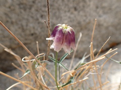 Trifolium dedeckerae