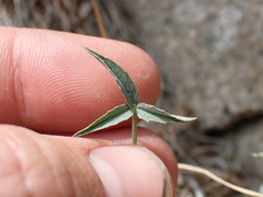Trifolium dedeckerae