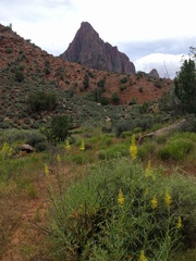 Stanleya pinnata pinnata