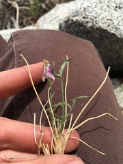 Trifolium dedeckerae