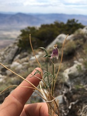 Trifolium dedeckerae