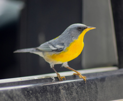 Setophaga pitiayumi insularis