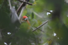 Piranga bidentata flammea